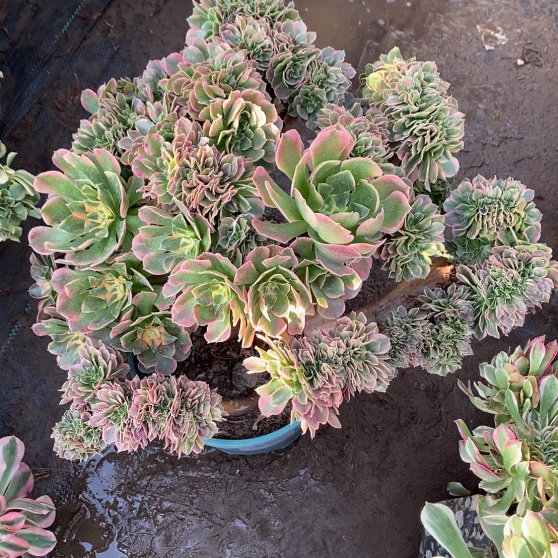 不开花植物1127号香妃缀化1颗多肉