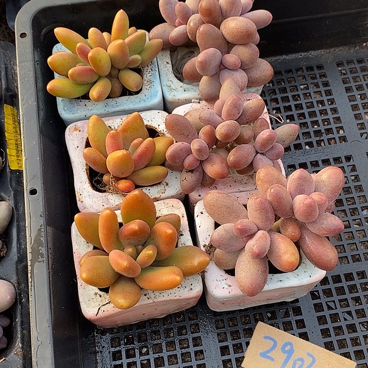 茉***3无花朵2903号一物一拍糖果