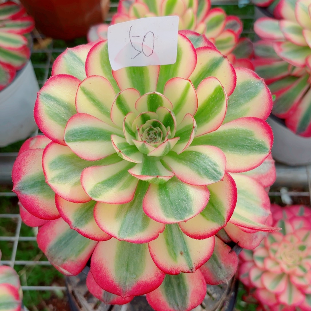 一物一拍多肉法师50