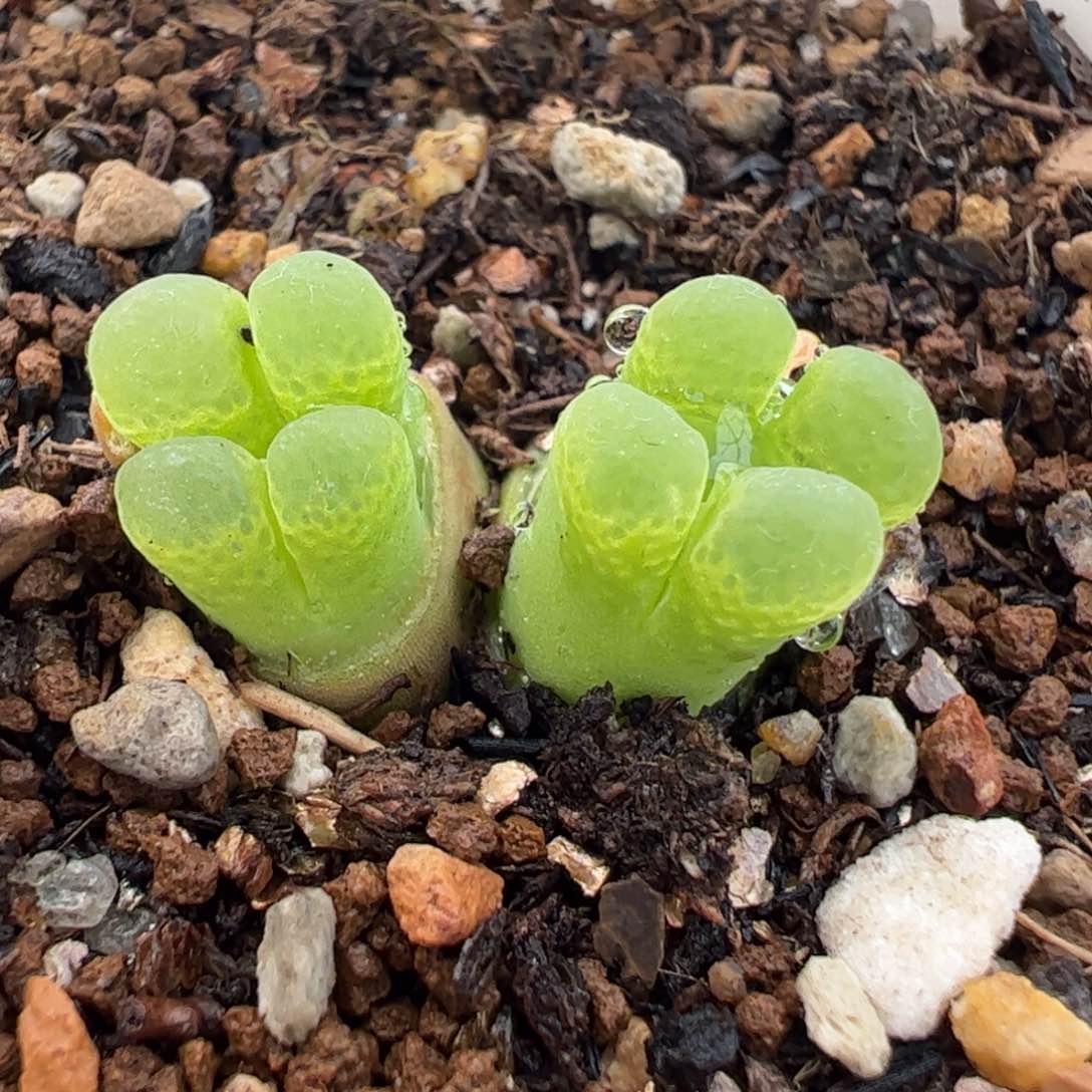 552多肉植物组合