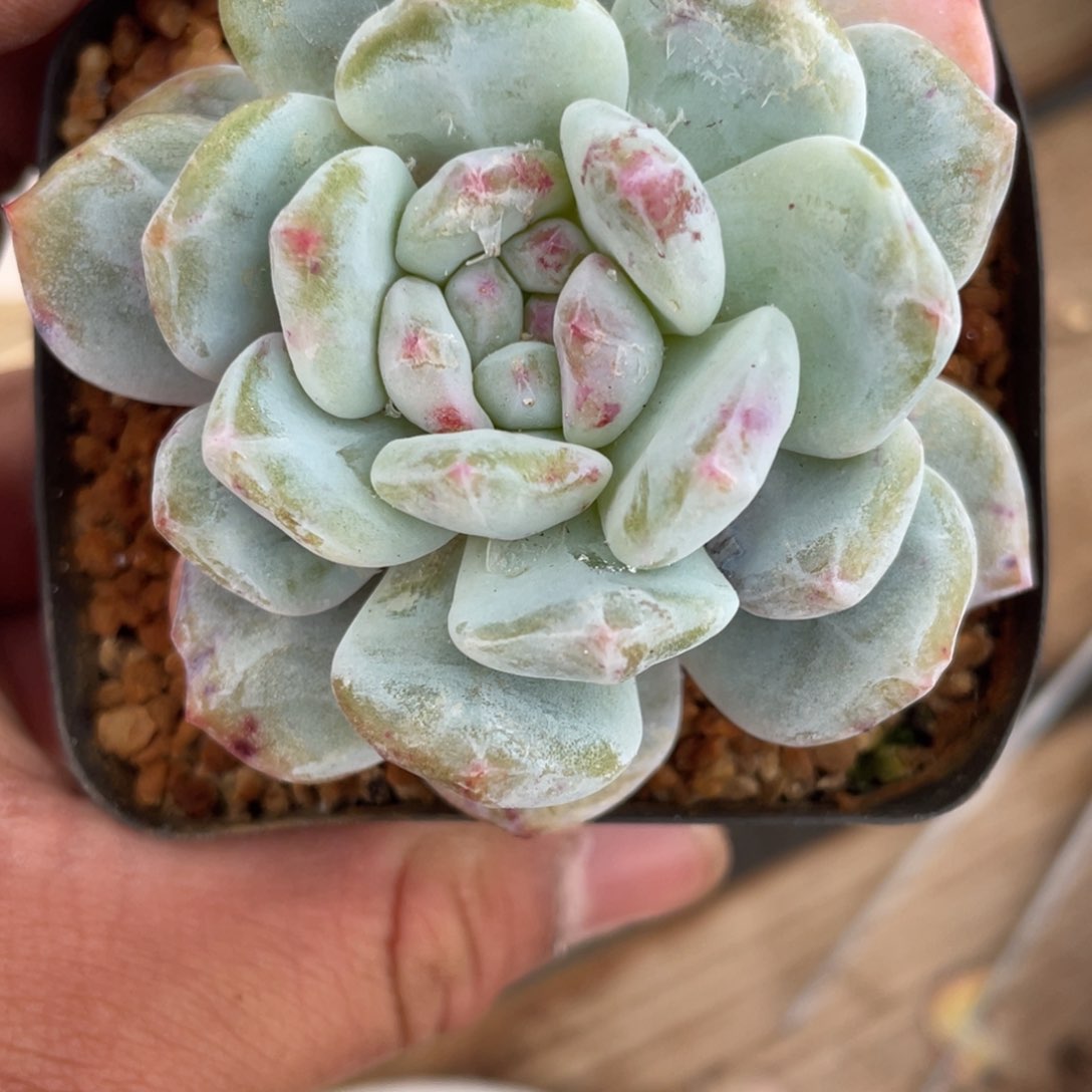 星影石化单头多肉879