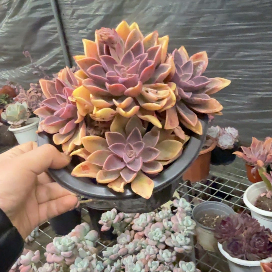 紫气东来单头带仔