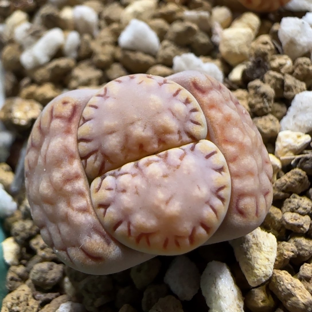 3.28。 糖霜饼干。5034