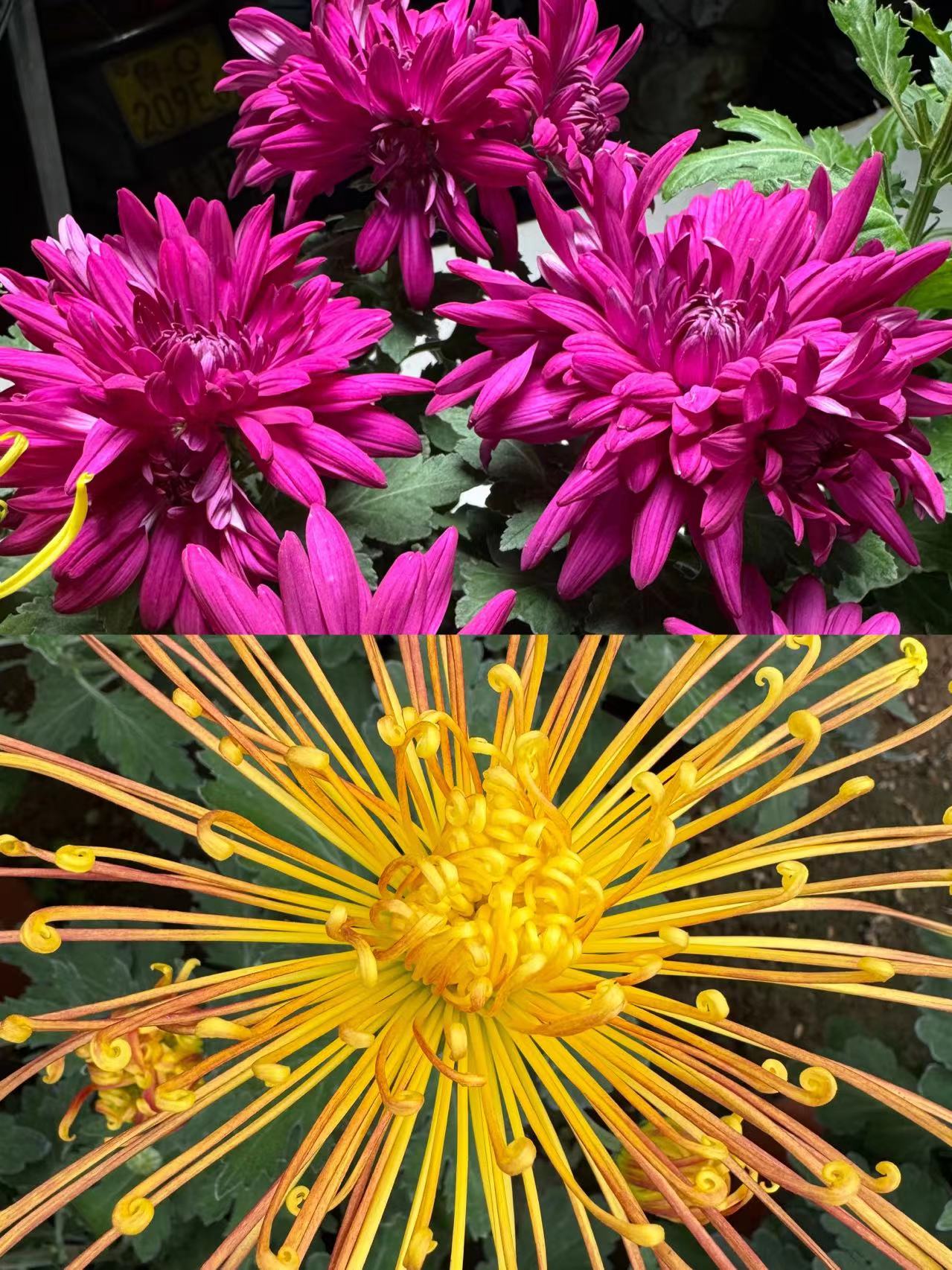清棚处理九月菊（紫芙蓉，金鸡报晓，菊花老根）不售后介意勿拍