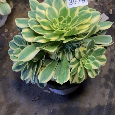 迈巴赫多肉植物3979