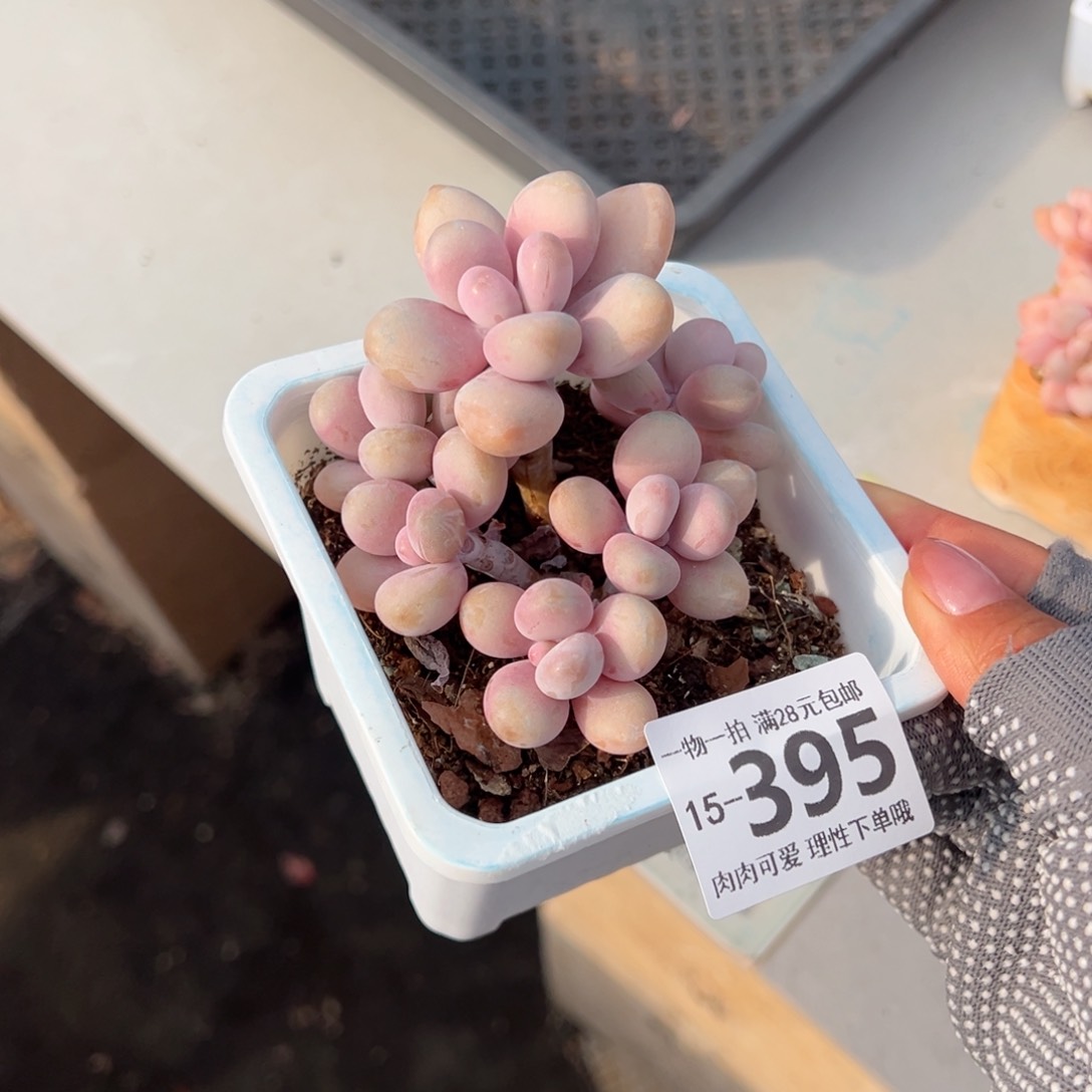 桃蛋多肉多肉多肉多肉多肉多肉多肉