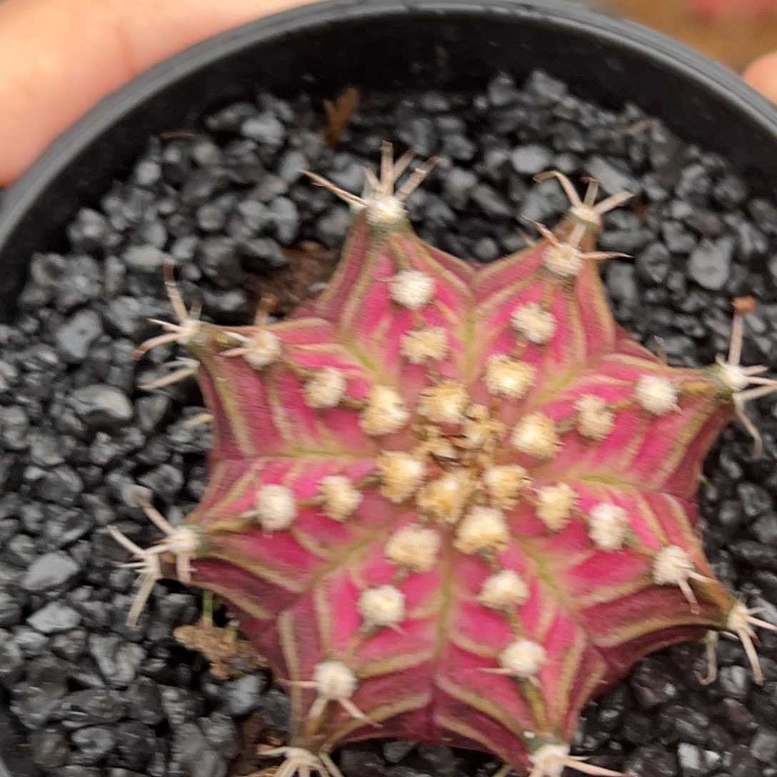 泰系实生海神带盆发