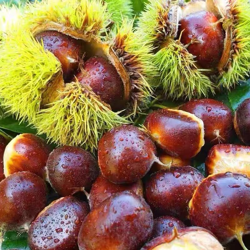 湘西高山老树品种今年新货