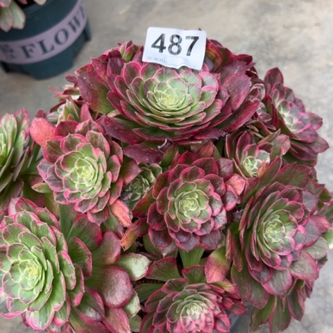 487莲花25厘米左右