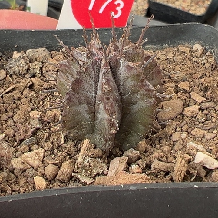 紫体白衣魁伟玉一棵仙人球