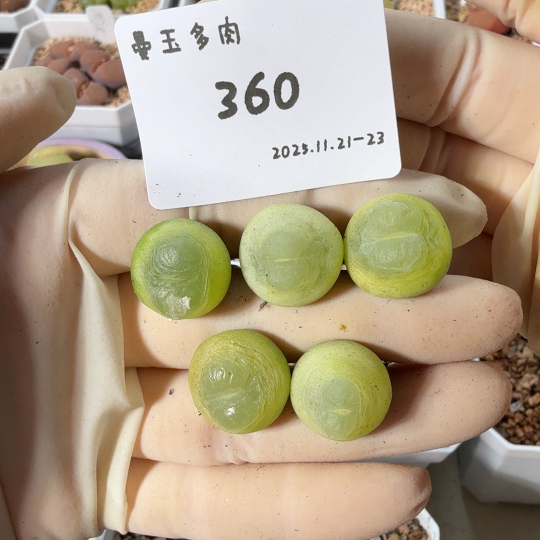 o***！多肉多肉多肉11-360