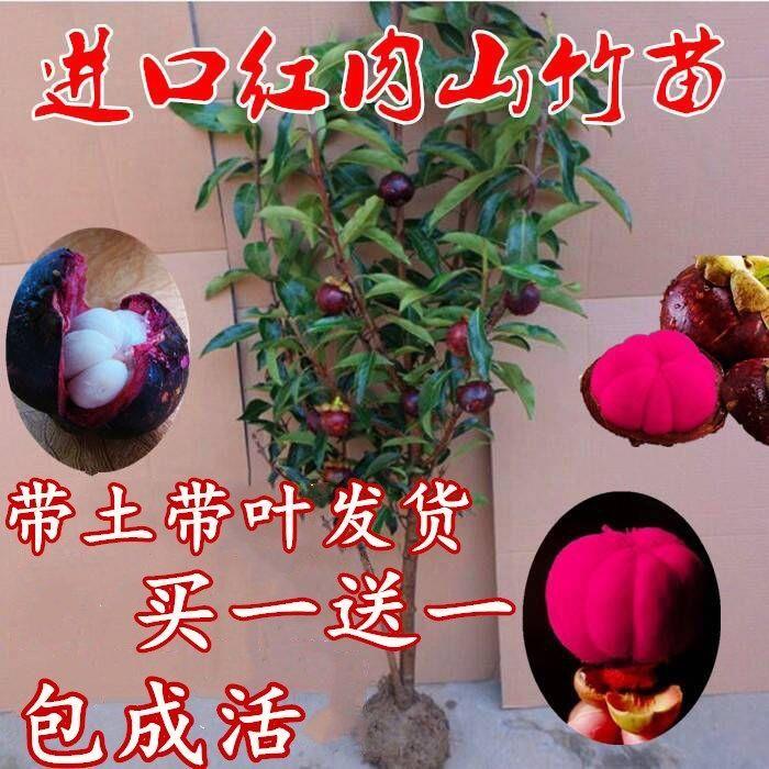 买一棵送一棵泰国无籽山竹苗山竹树苗果树苗盆栽地栽当年结果