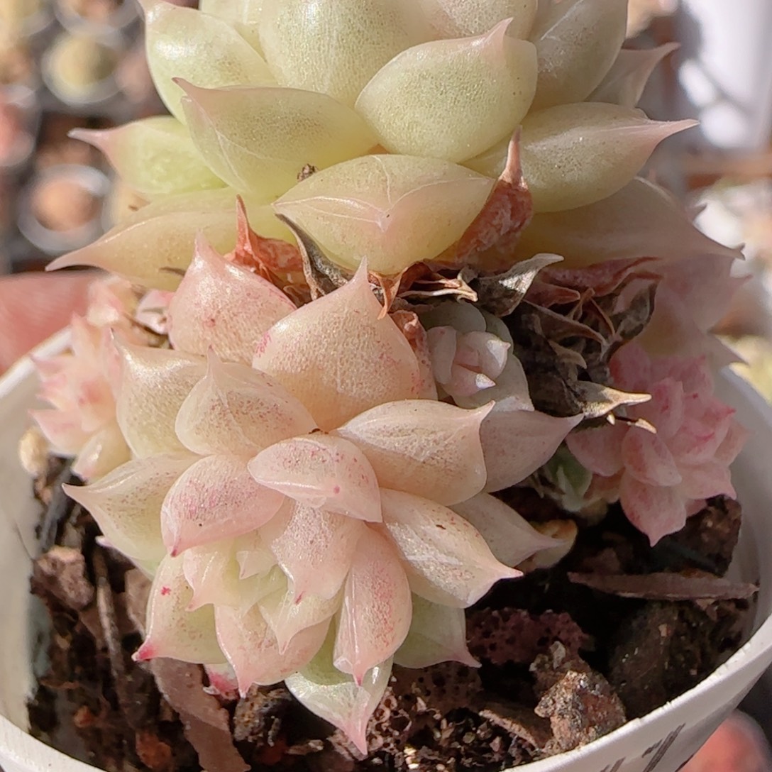 花语多肉0104-341散