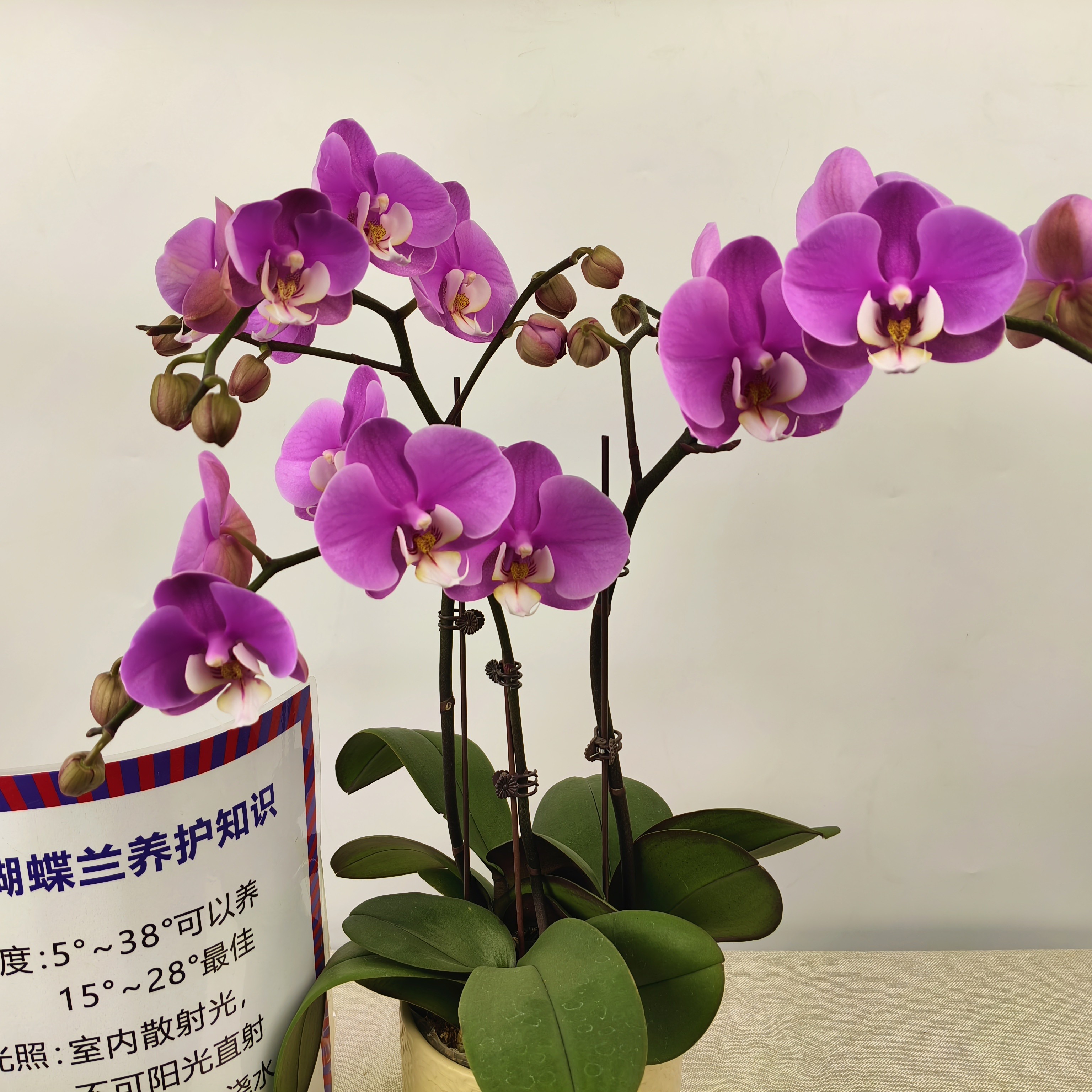 蝴蝶兰【安娜】花苗盆栽带花剑花苞客厅室内四季好养观赏花卉