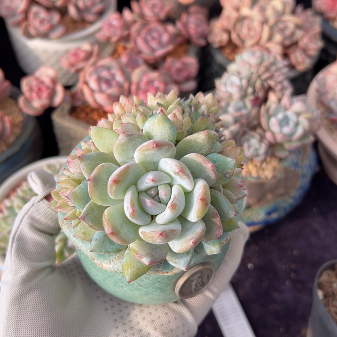 新年快乐 新年快乐