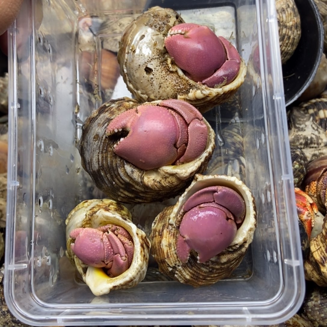 两只缺脚两只好的短