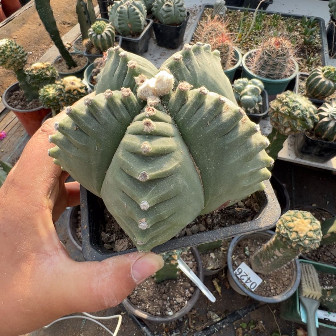 自根龟甲鸾仙人球435