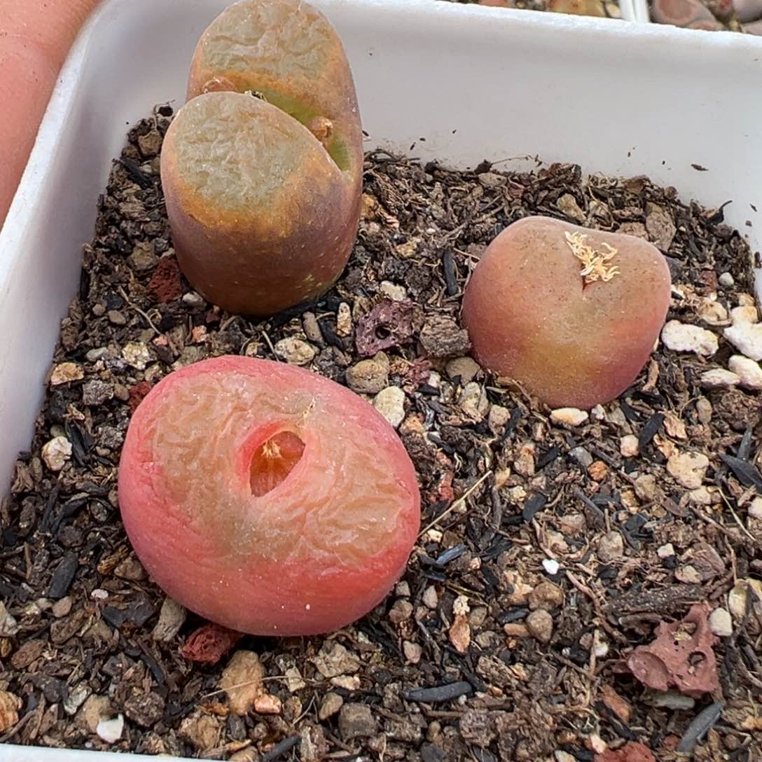 2.9好看的多肉090