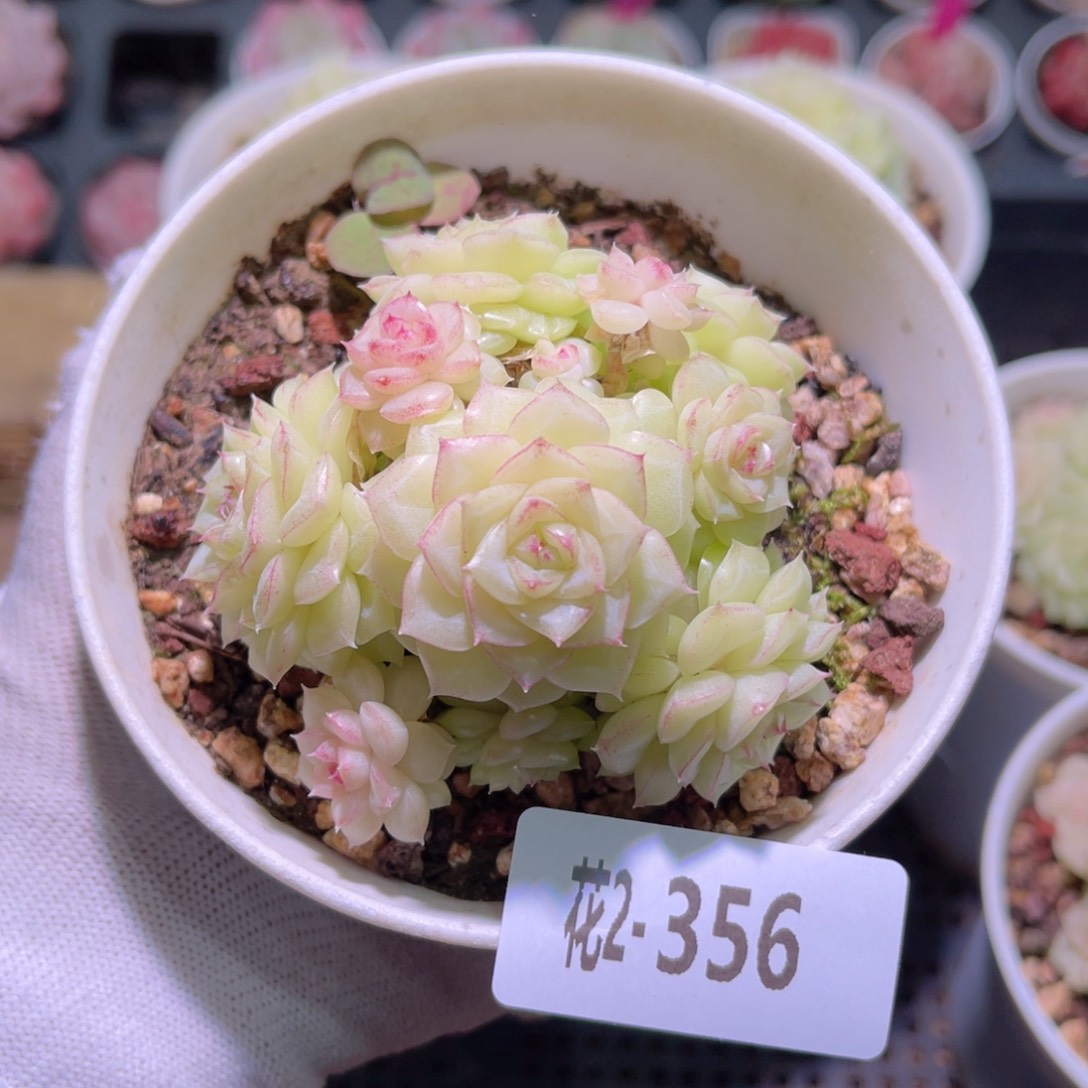 花02-356白天鹅群