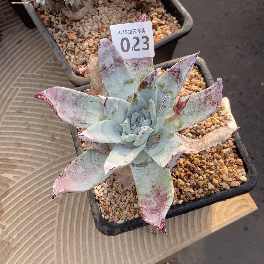 023雪山多肉植物