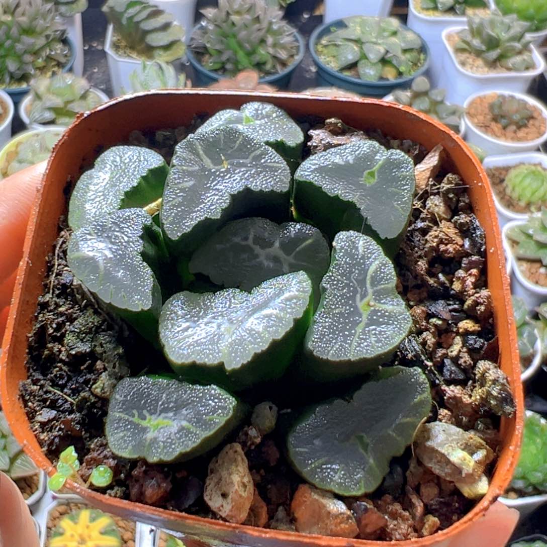 旋转万象多肉多肉多肉