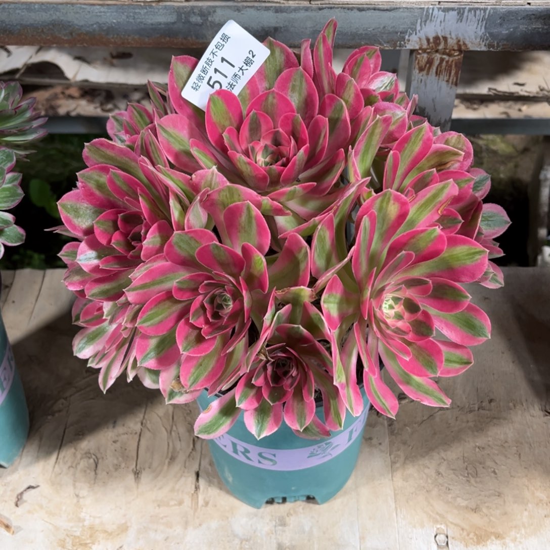 511粉女巫多肉植物法师