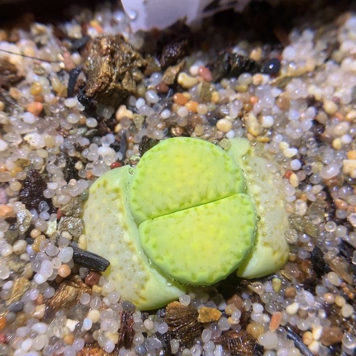  z精品生石花28薄荷饼干