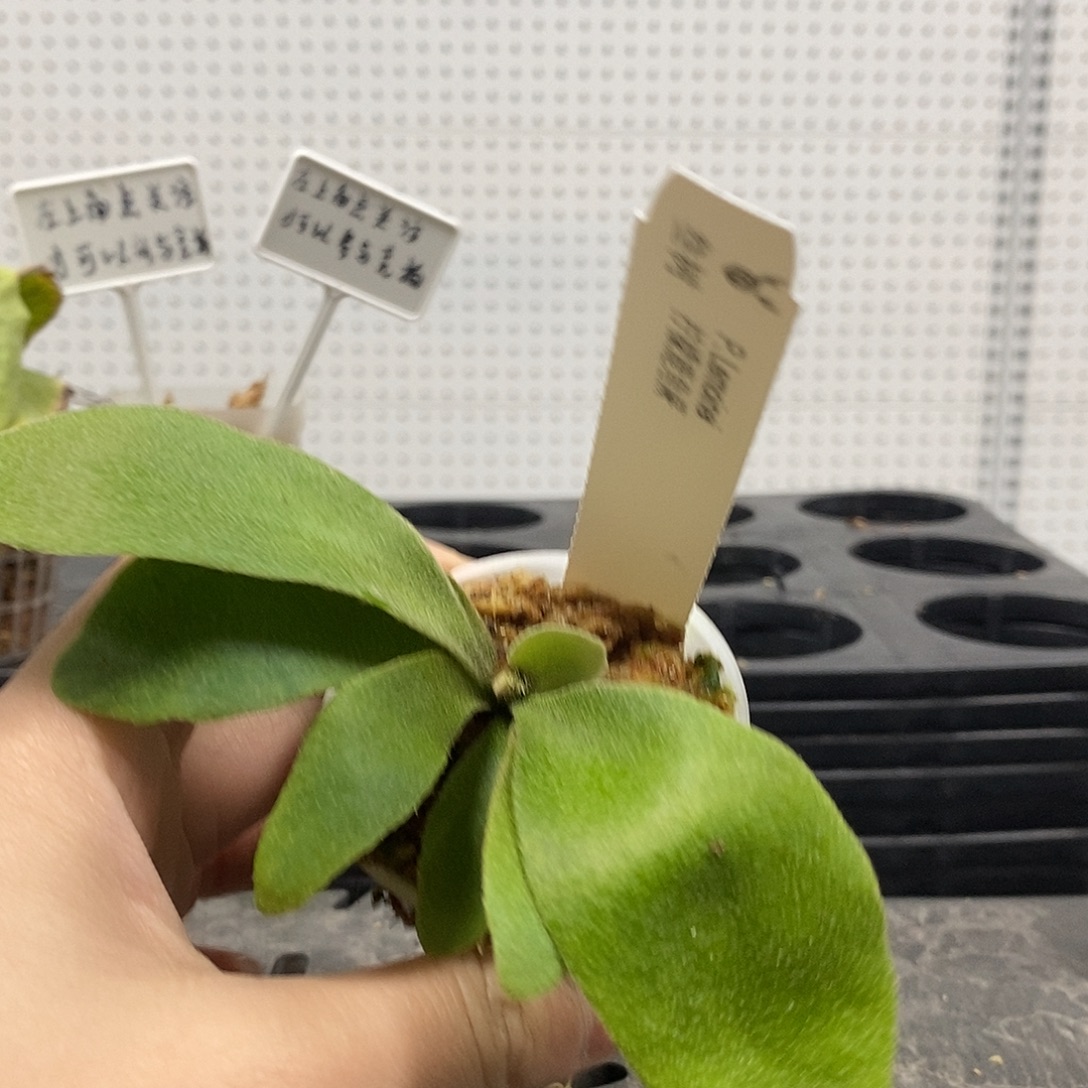 无花朵柠檬鹿角蕨