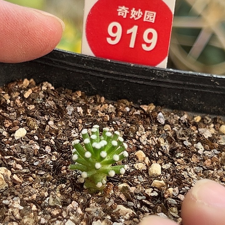实生松针牡丹一棵1.2cm