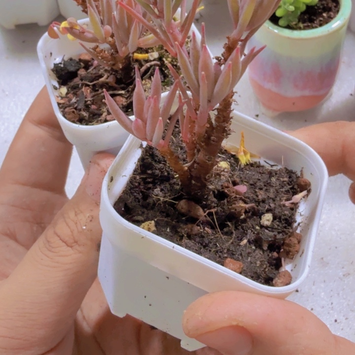 紫色酢浆草老桩一颗