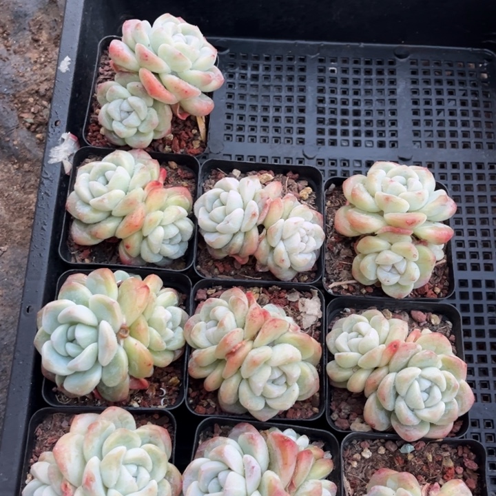 冰玉多肉七方盆一组10个3号