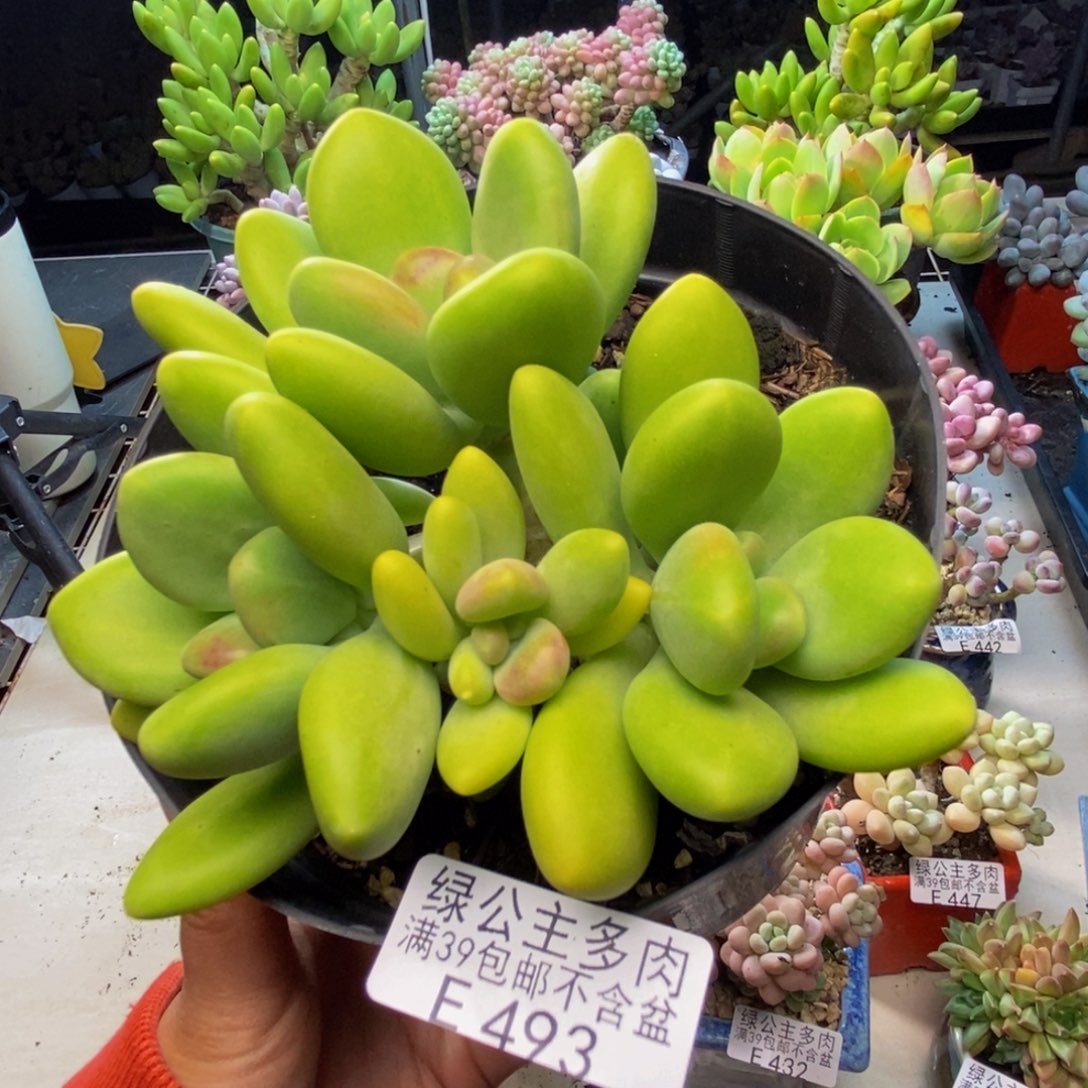 493金蝉芒果奶多肉9c m