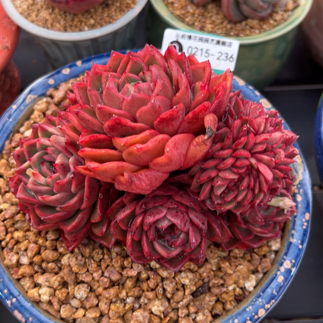 从前慢多肉精选超过0215.236