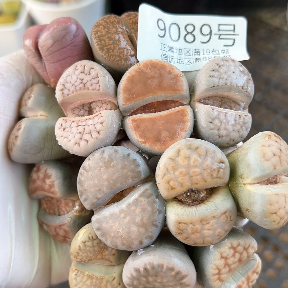 好养易活生石花大母本9089共13颗3cm左右