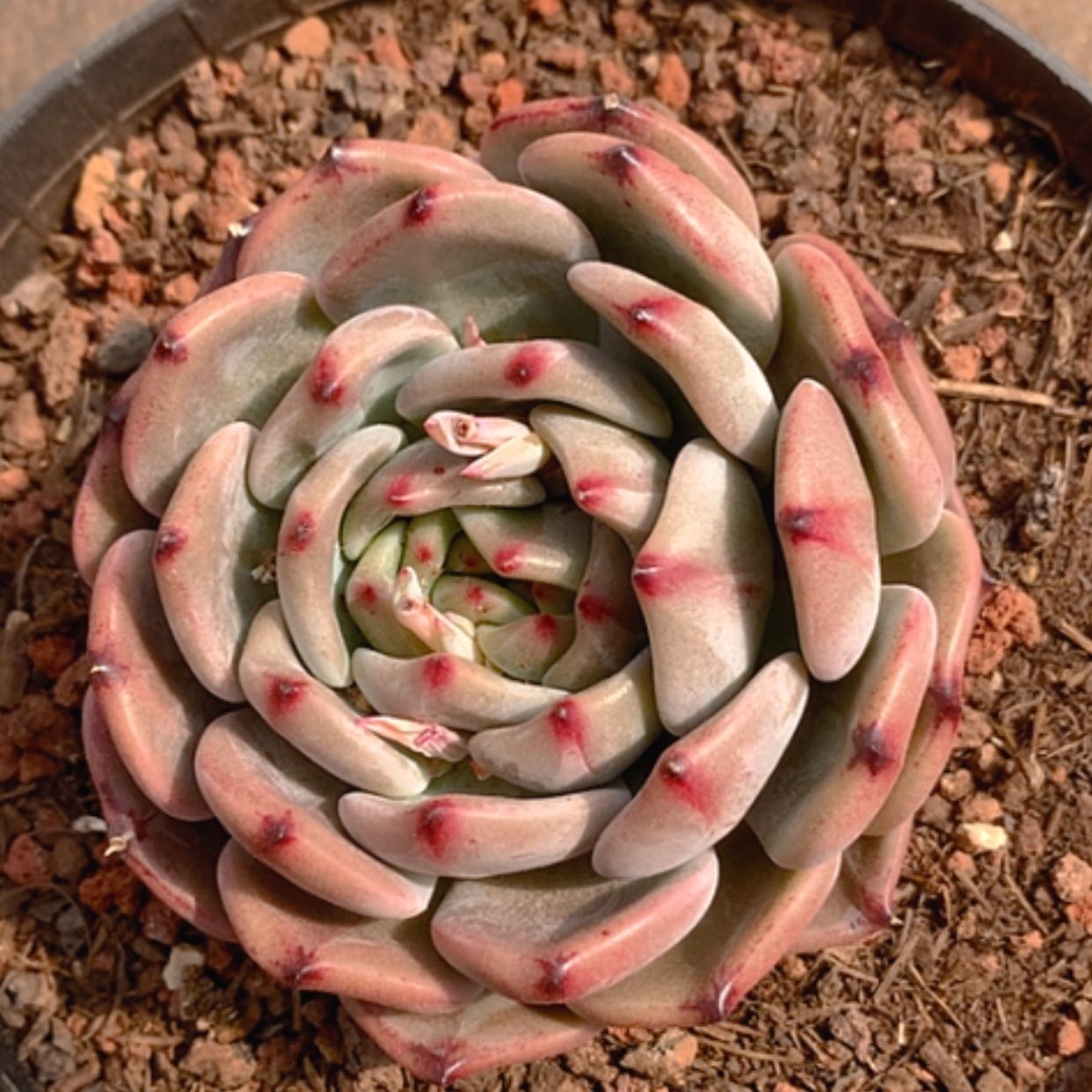 【闪购商品】云695号12公分