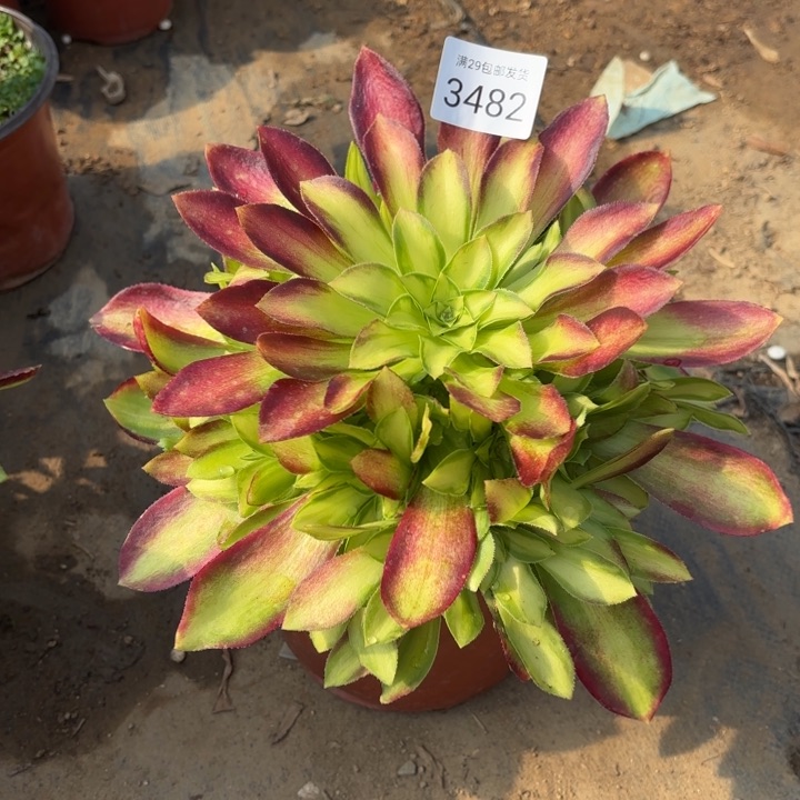 韶华多肉法师3482