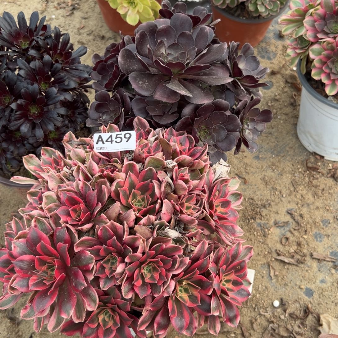 一***何459三颗组合多肉植物法师多肉
