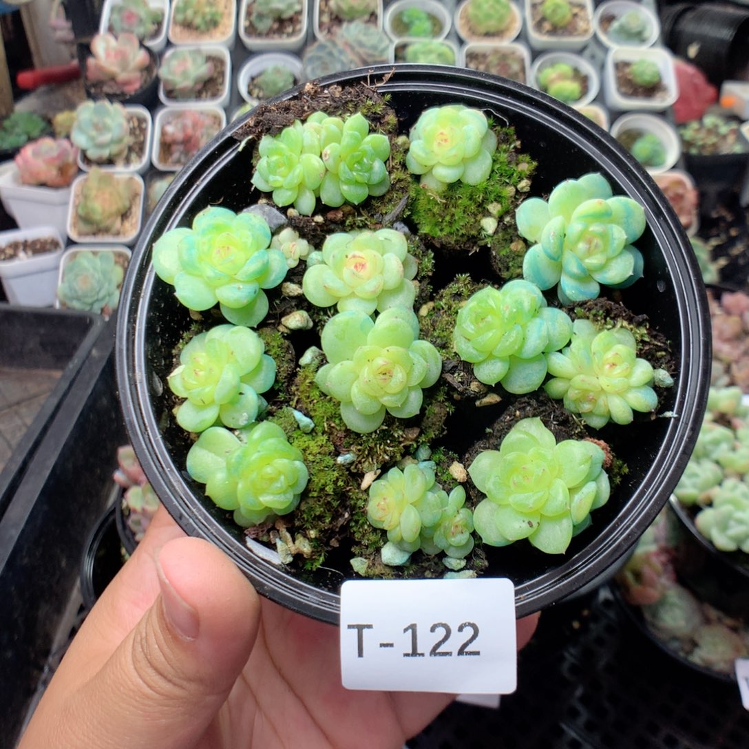 无花朵T122英语英语