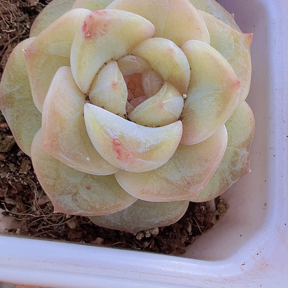 玉盏19包邮多肉植物