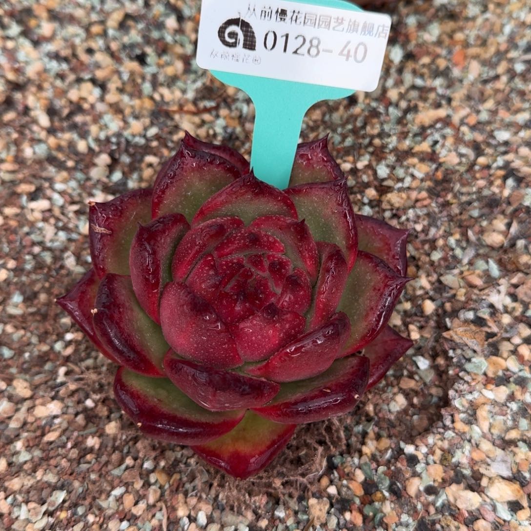 从前慢花园多肉0128-40