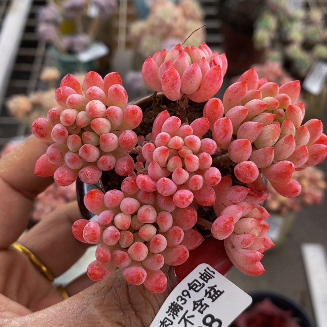 樱花098/6cm多肉