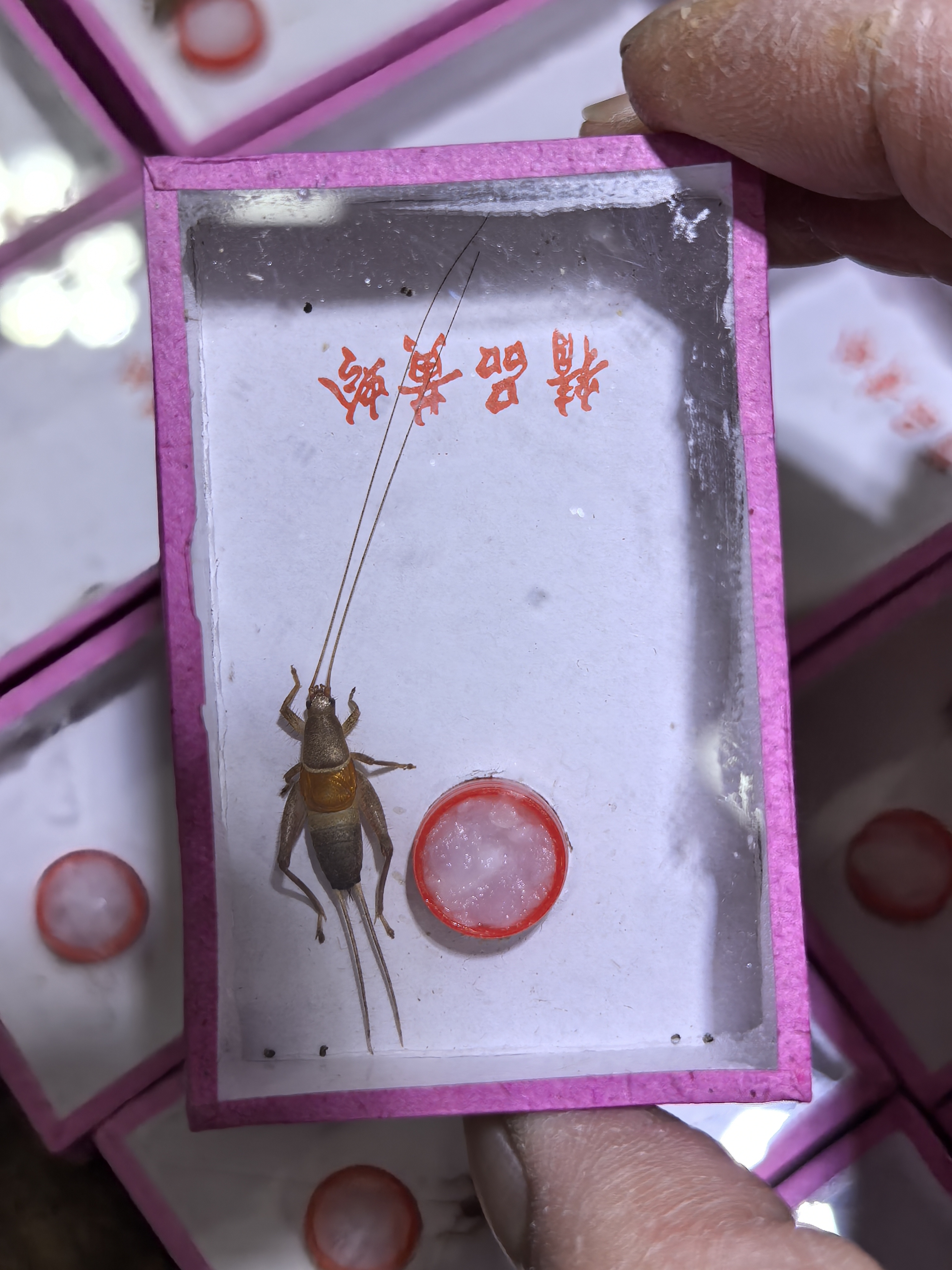 蟋蟀科鸣虫朱雀仙子霍氏片蟋烈焰仙子活体