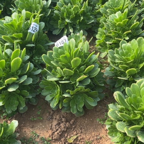 187绿羊绒不包断枝