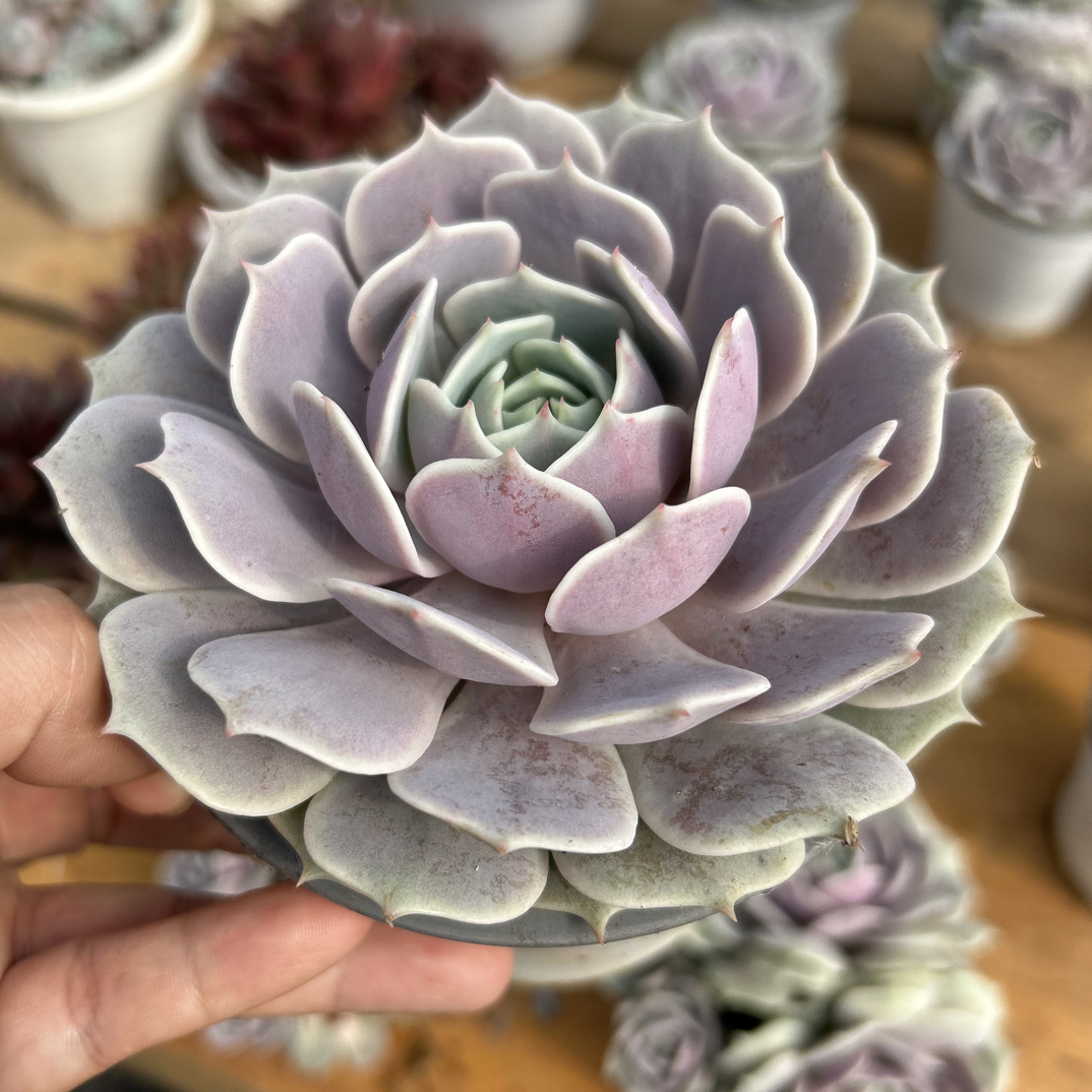 露娜莲多肉植物    全场满16.8包邮，实物以直播展示为准