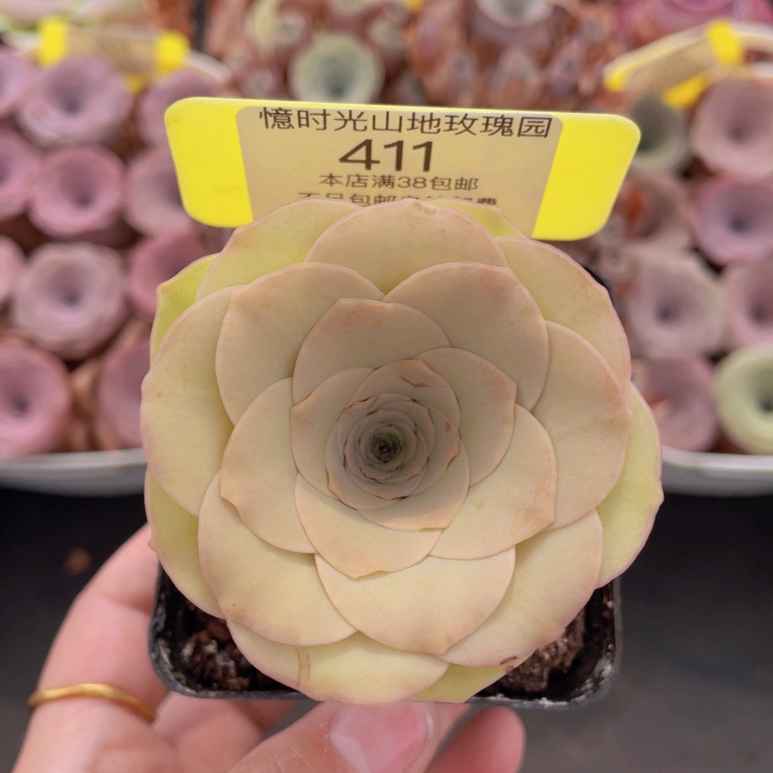 山地玫瑰411满38包邮裸根发货