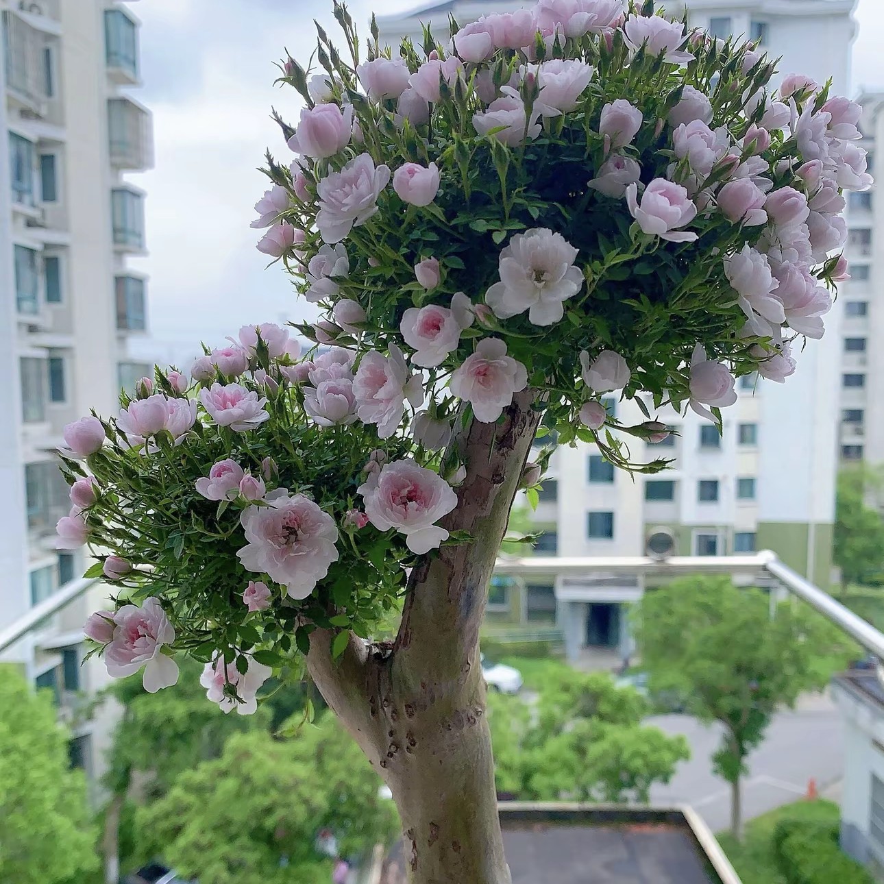 刺梨嫁接超微月季姬乙女四季开花原盆原土阳台庭院好养素材