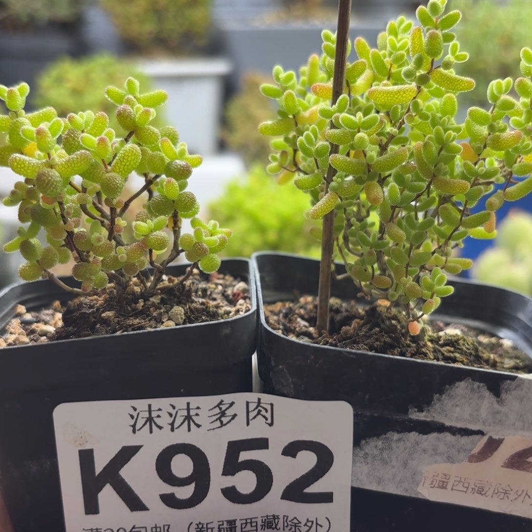 ****952蜜橘金桔组合福利