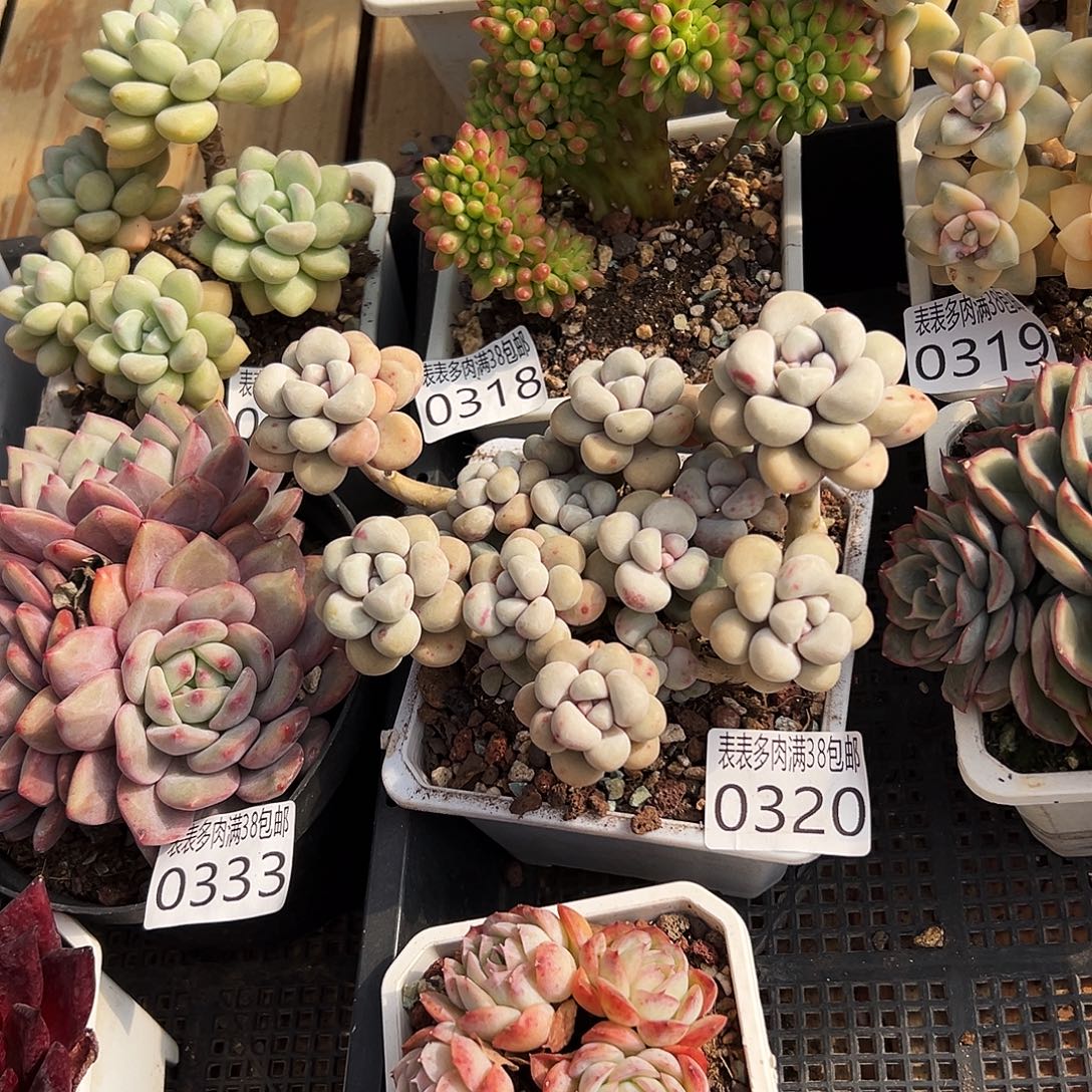 艾***忆多肉一物一拍植物0320