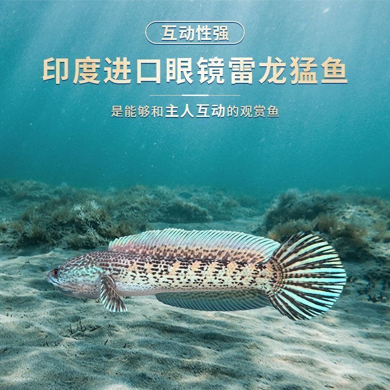 黄金眼镜蛇雷龙鱼