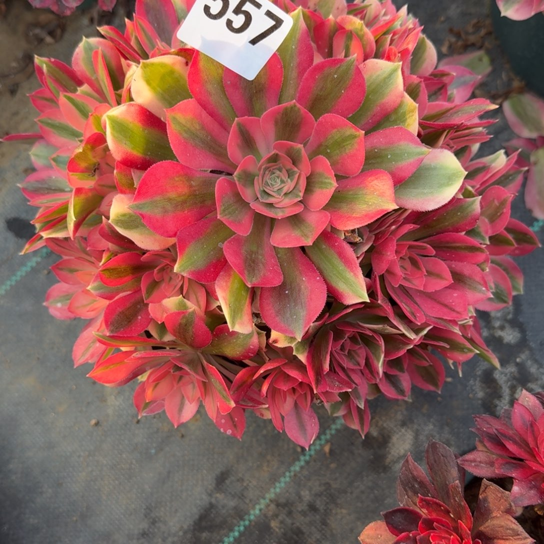 557粉女巫多肉植物福利